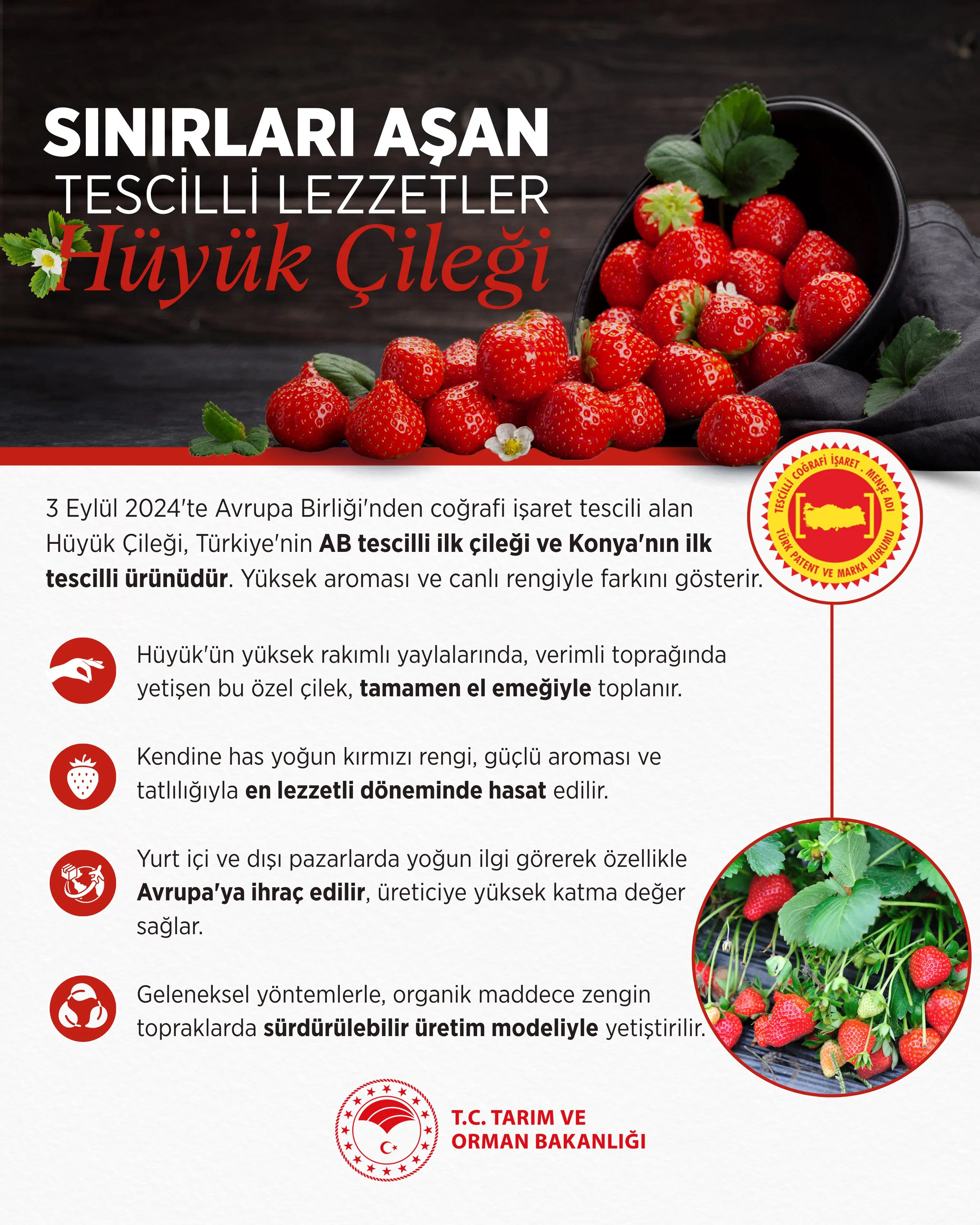 Hüyük Çileği, AB tescilli ilk çileğimiz oldu