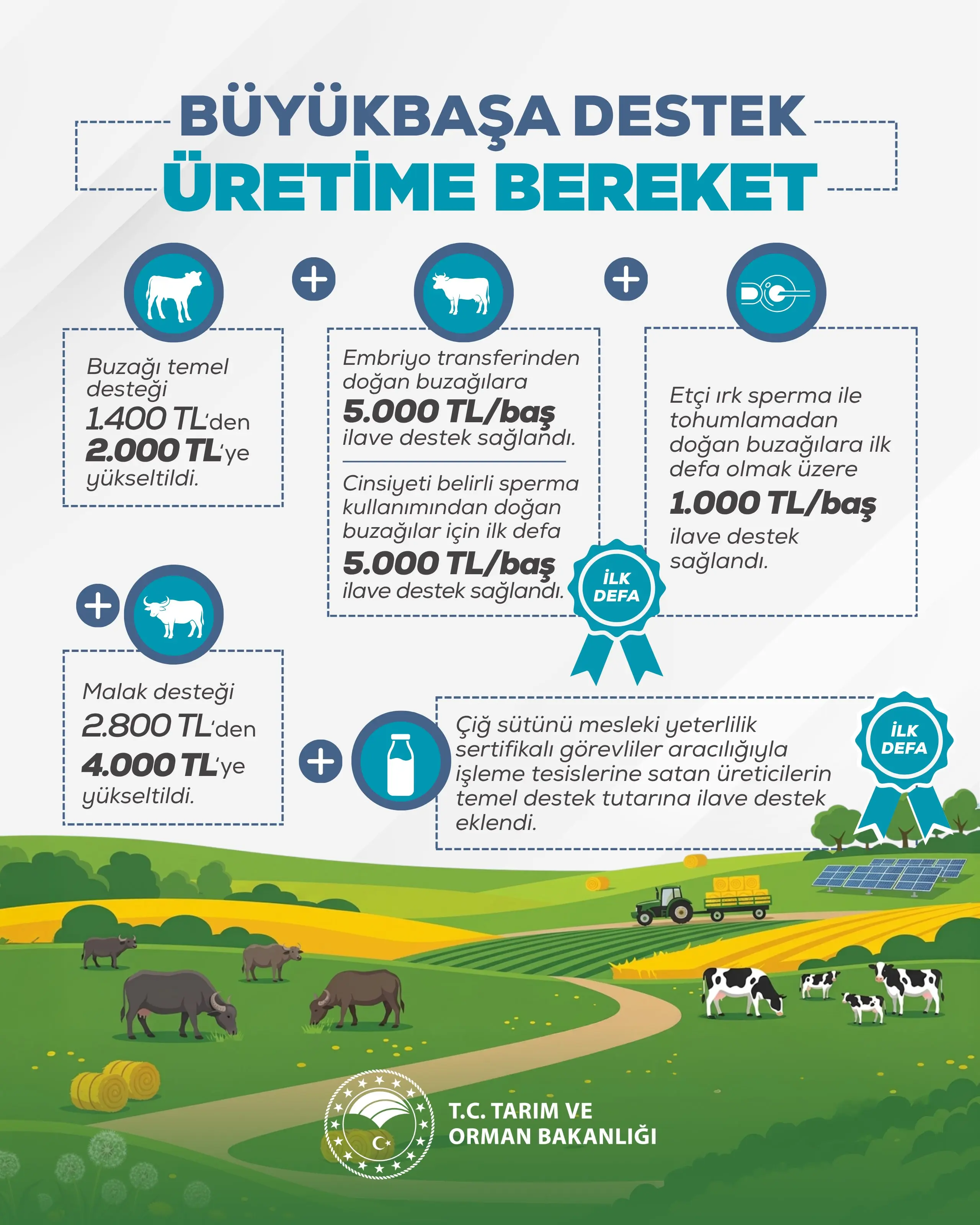 Büyükbaş hayvancılık destekleri artırılıyor