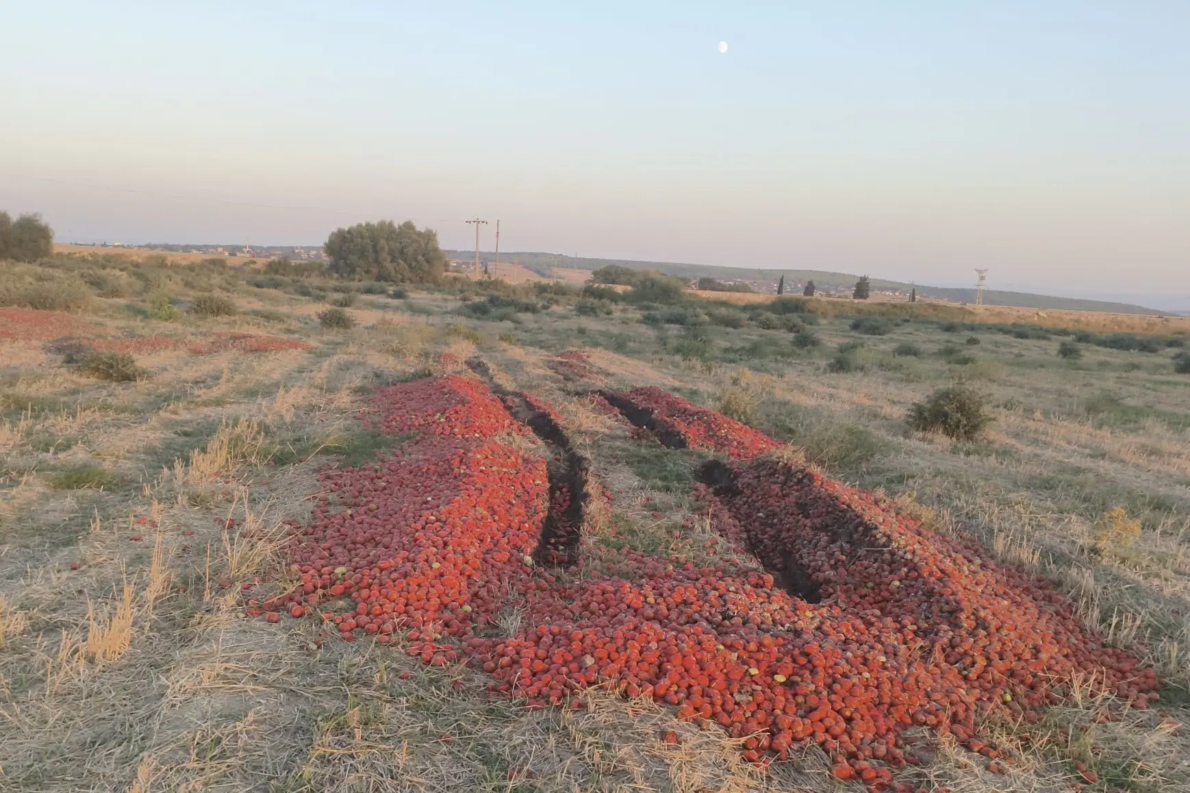 Domateslerin İnsani İlişkisi: Yolağzı'nda İhlal Tespit Edildi