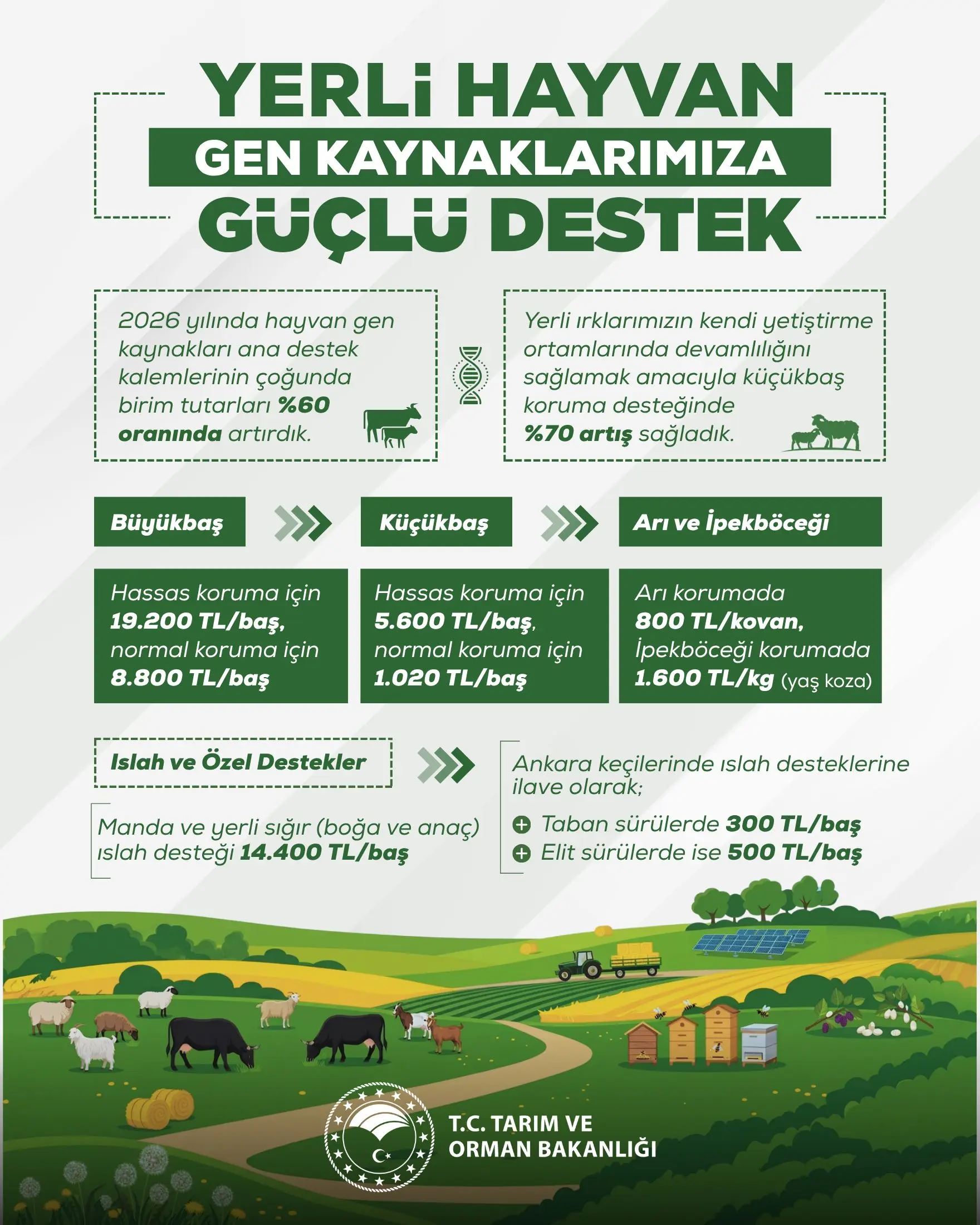 Yerli ırklara %60 ila %70 destek artışı