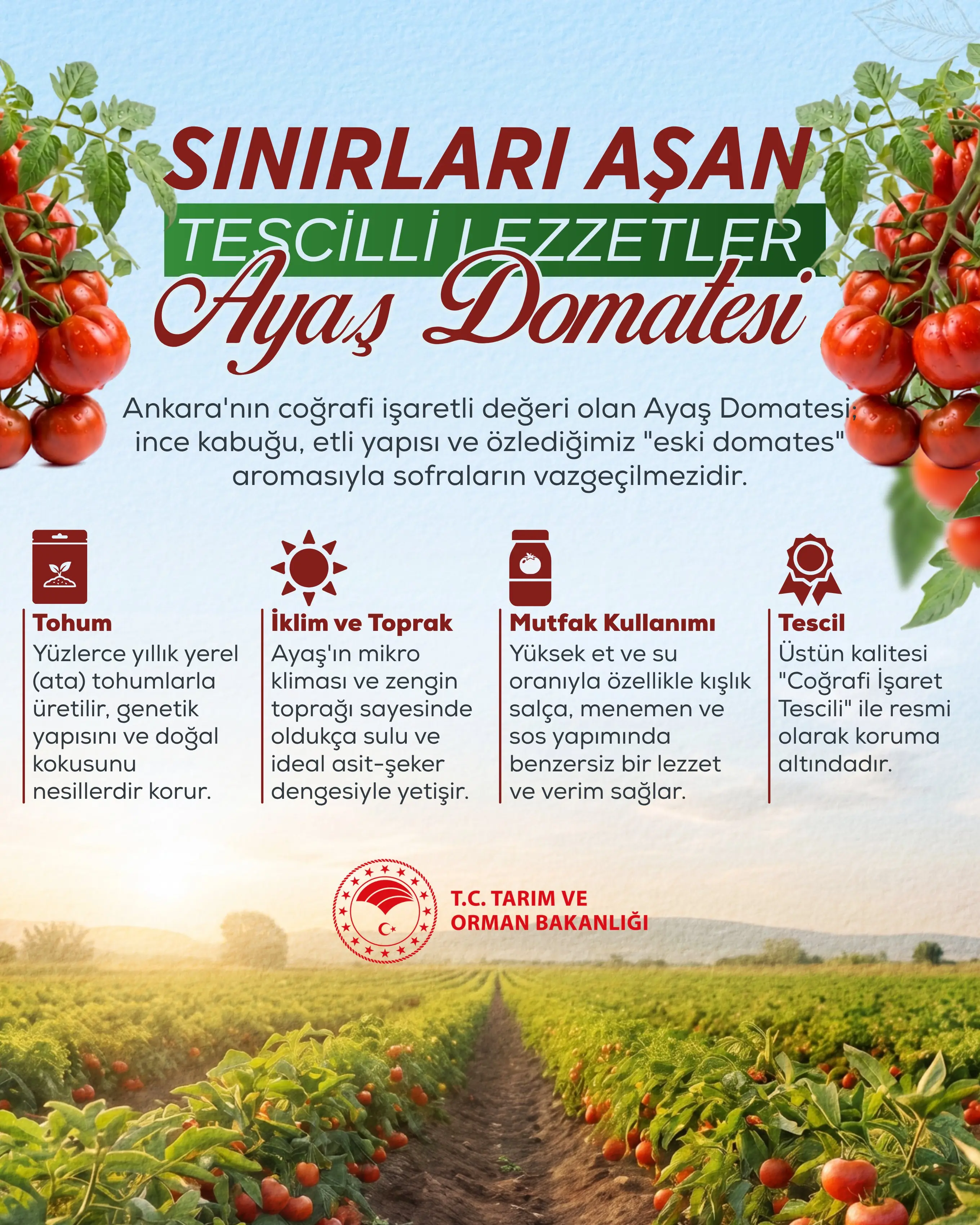 Ayaş Domatesi, yerel lezzetleri sofralara taşıyor