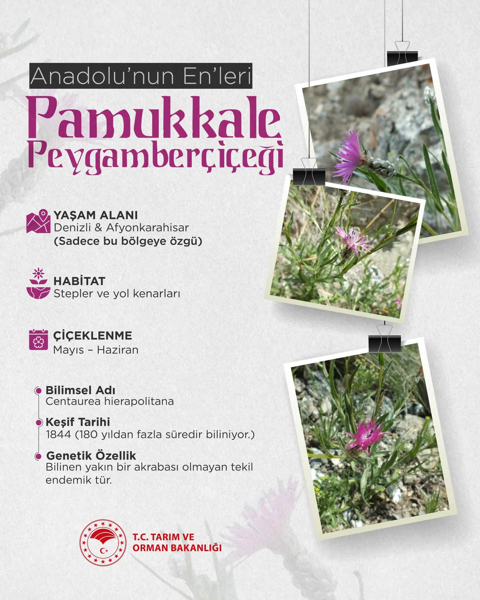 Pamukkale Peygamberçiçeği, Anadolu'nun endemik bir bitkisi