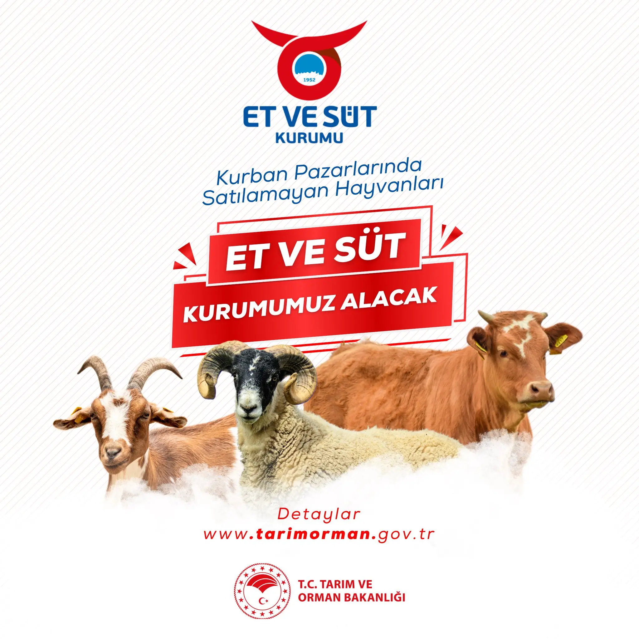 Kurbanlıklar Et ve Süt Kurumu tarafından satın alınacak