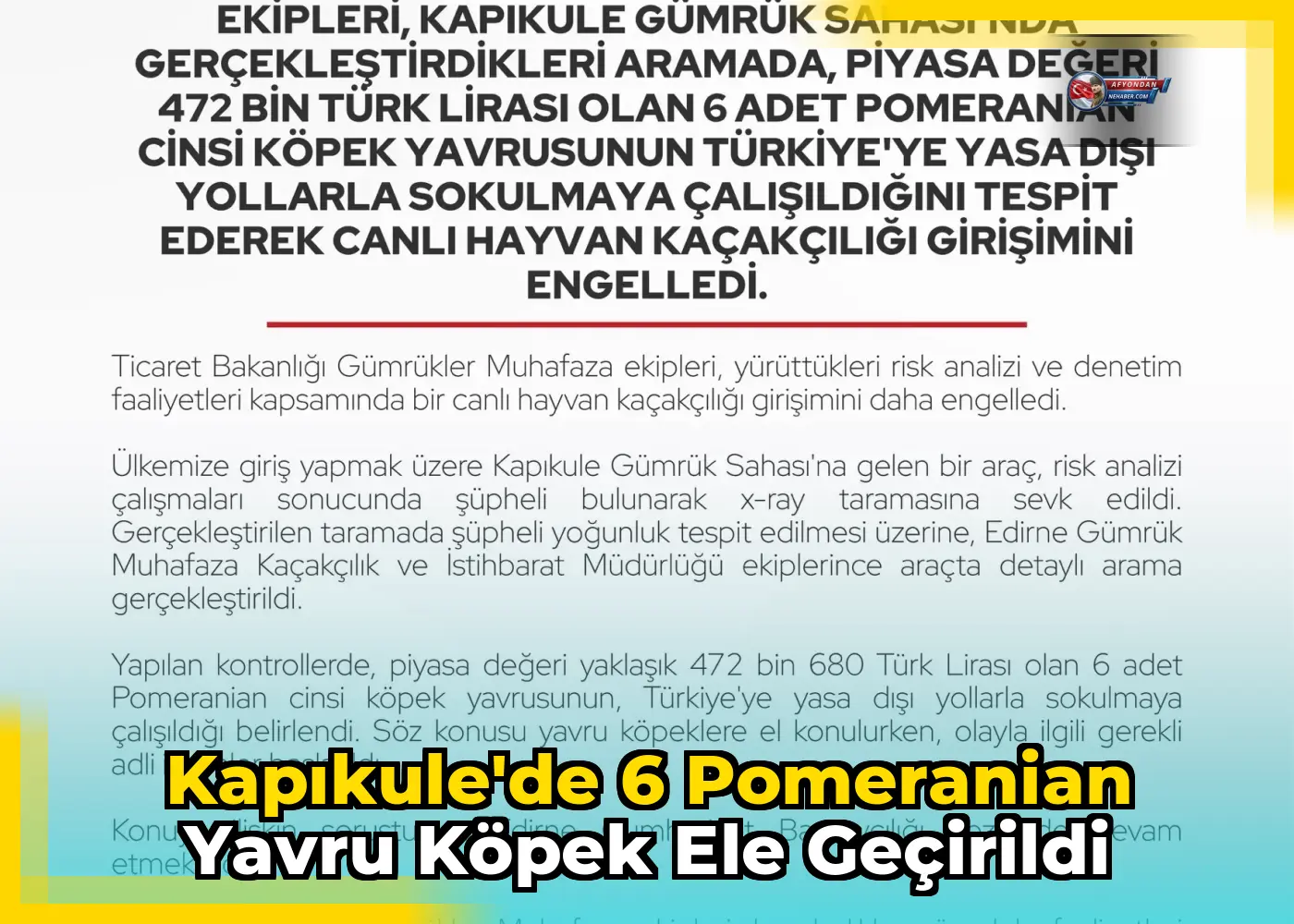 Kapıkule'de 6 Pomeranian Yavru Köpek Ele geçirildi