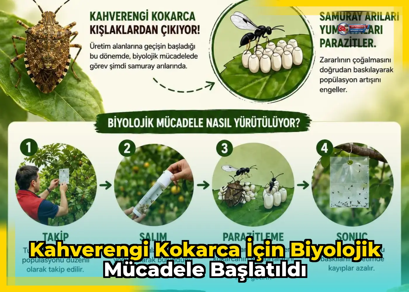 Kahverengi kokarca için biyolojik mücadele başlatıldı
