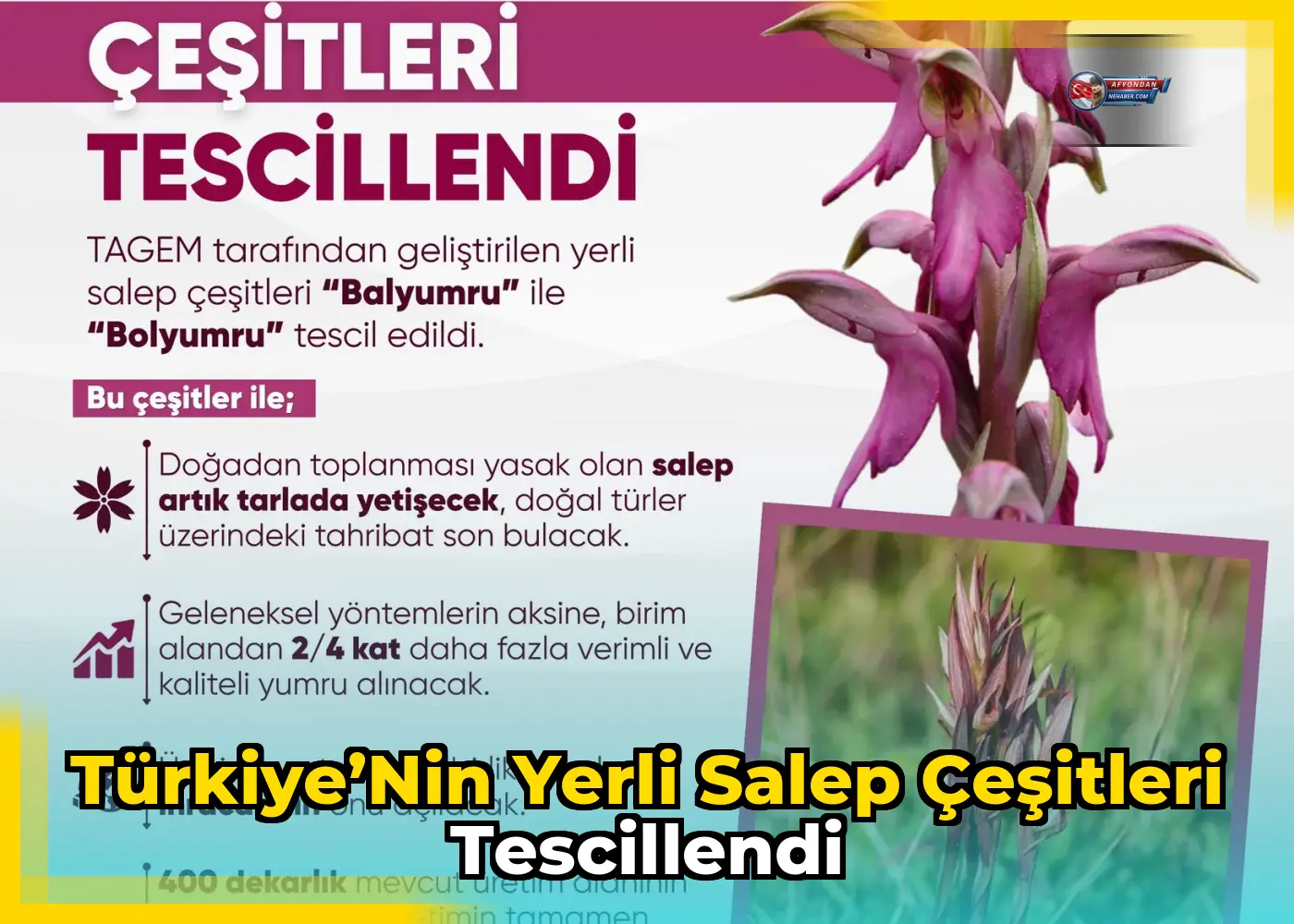 Türkiye’nin yerli salep çeşitleri tescillendi