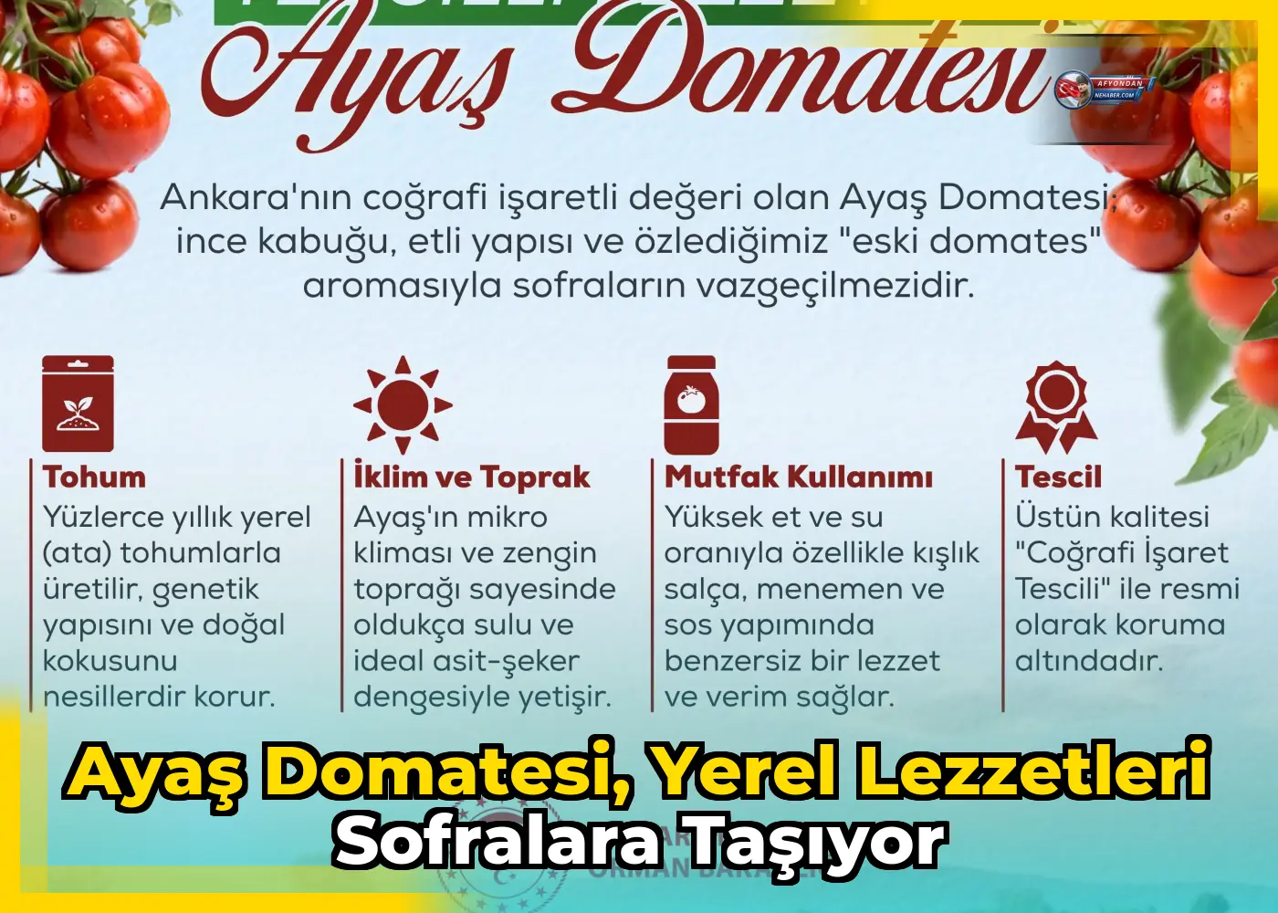 Ayaş Domatesi, yerel lezzetleri sofralara taşıyor