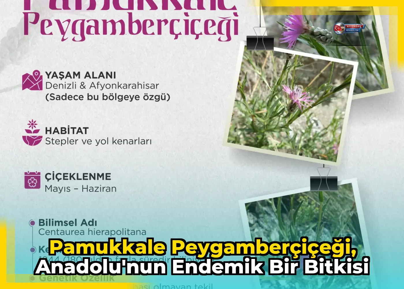 Pamukkale Peygamberçiçeği, Anadolu'nun endemik bir bitkisi