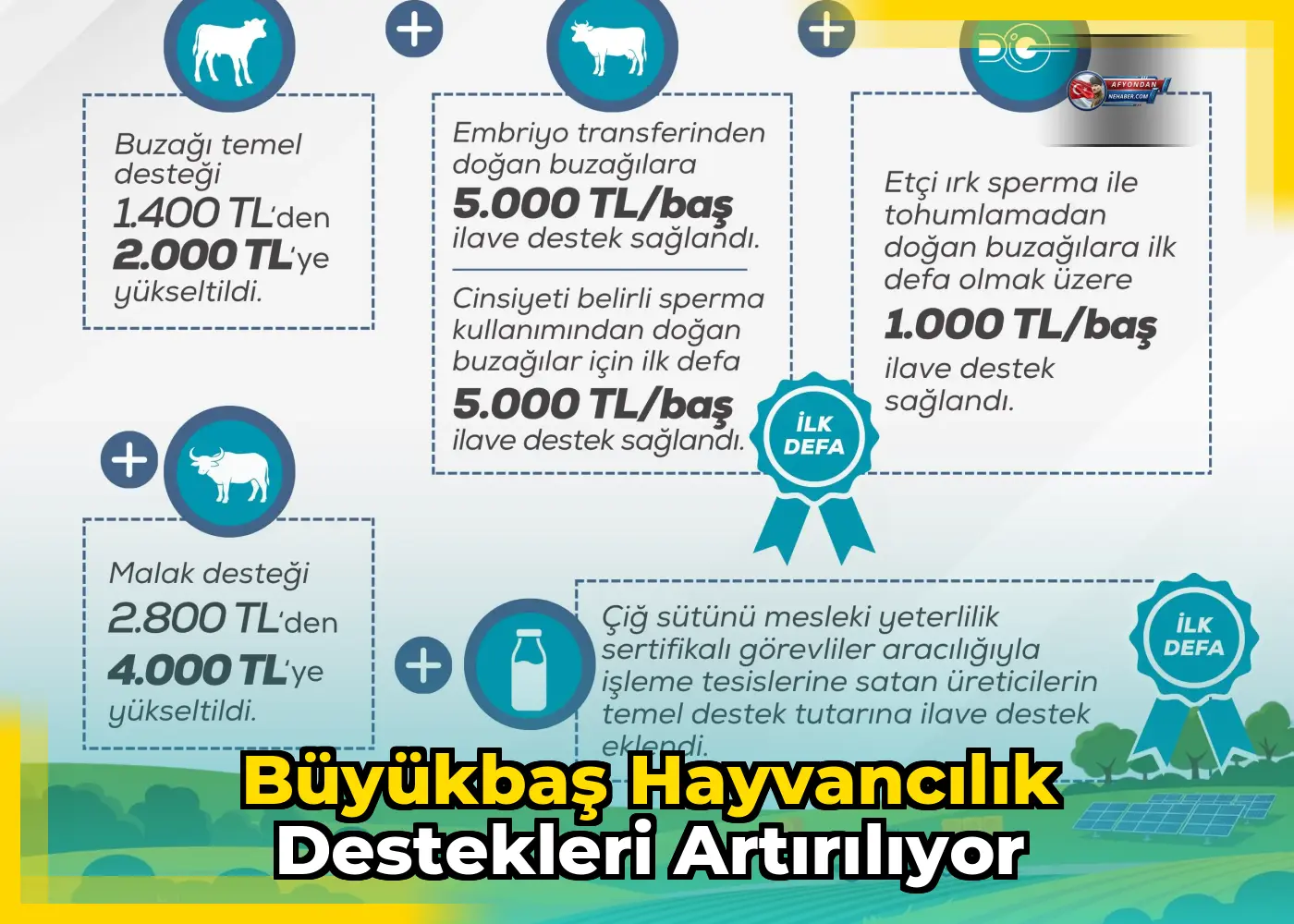 Büyükbaş hayvancılık destekleri artırılıyor