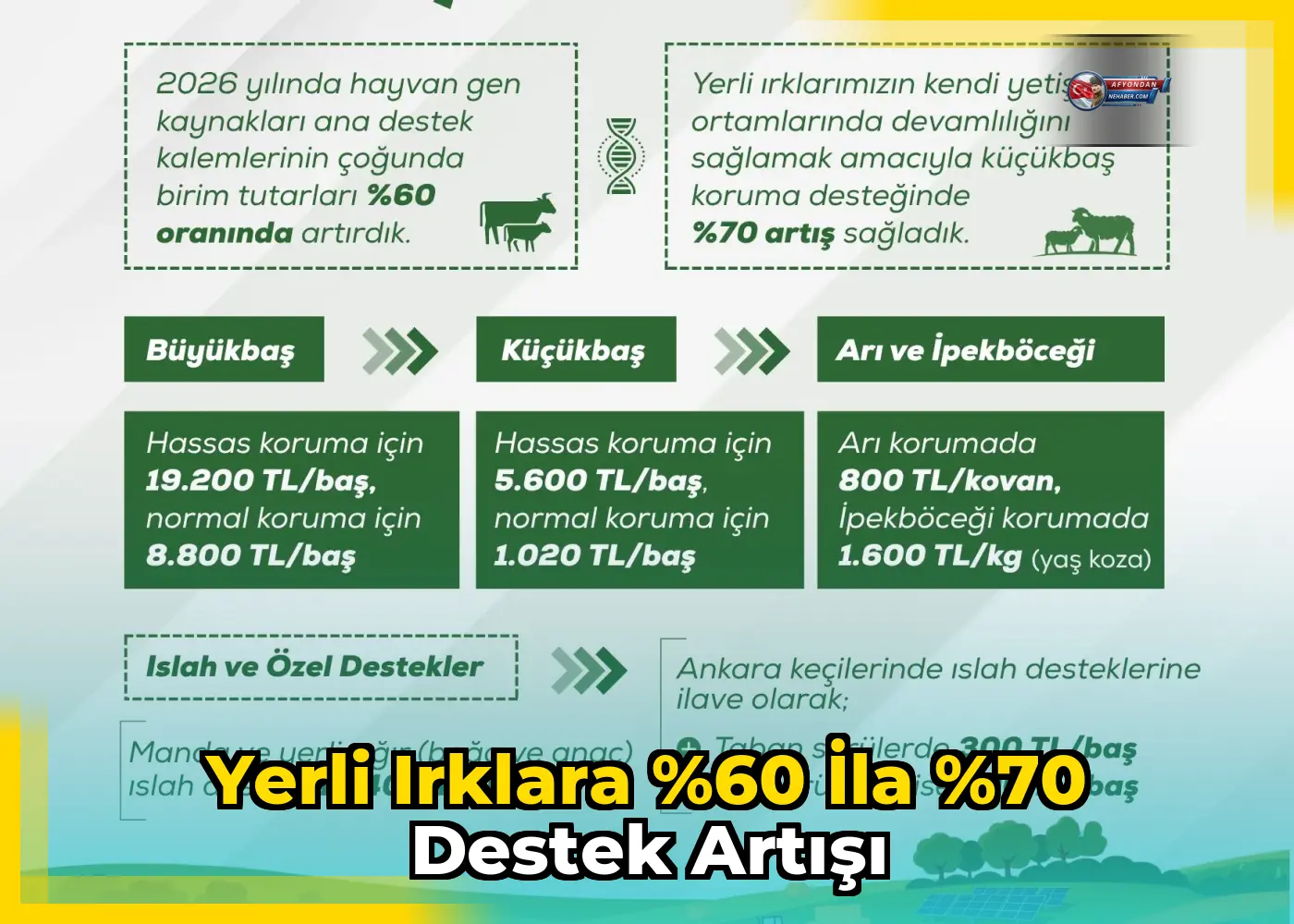 Yerli ırklara %60 ila %70 destek artışı
