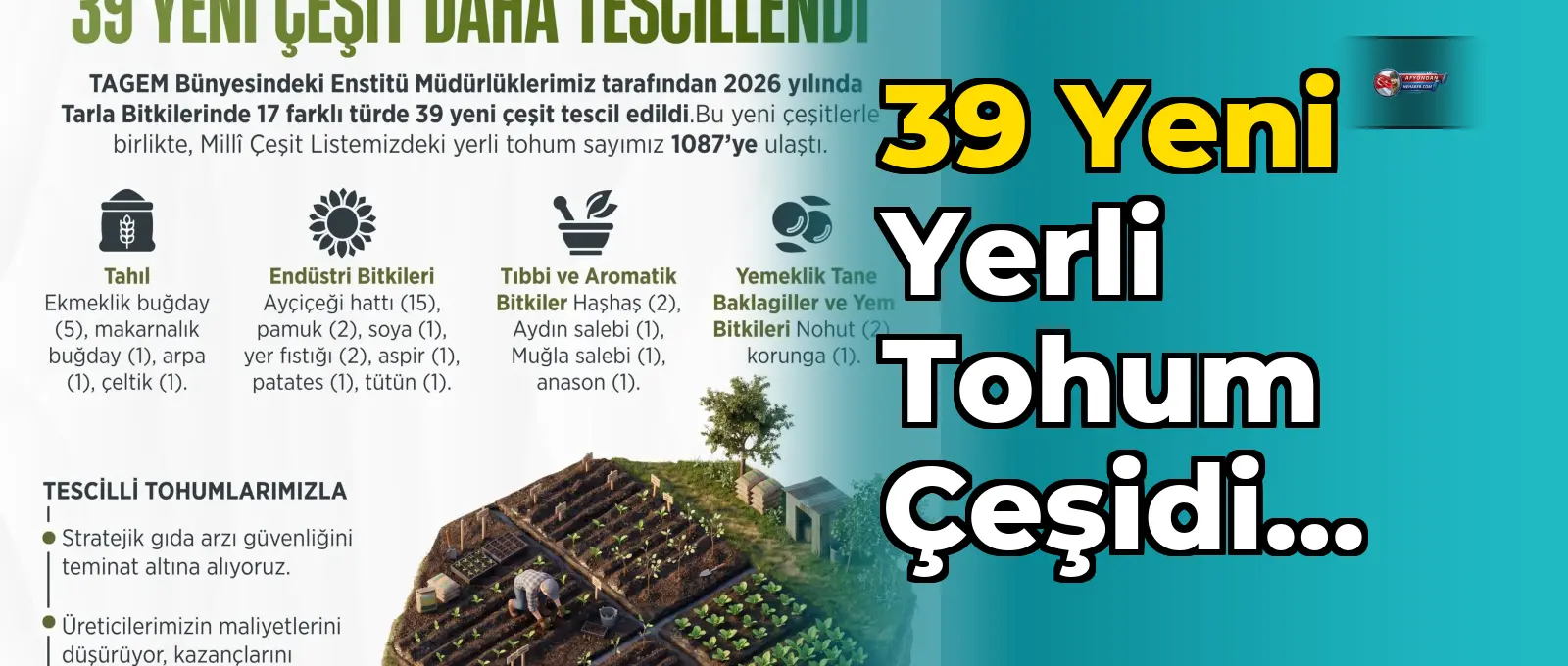 39 yeni yerli tohum çeşidi tescil edildi